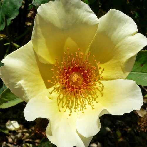 Vendita, rose rose selvatiche - giallo - Rosa Golden Wings - rosa dal profumo discreto - Roy E. Shepherd - Ha una forte crescita, presenta molte spine.